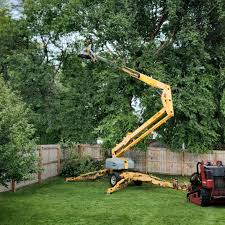 Best Tree and Shrub Care  in Highland, CA