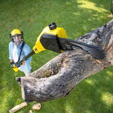 Best Tree Maintenance Programs  in Highland, CA
