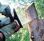 Best Tree Removal  in Highland, CA