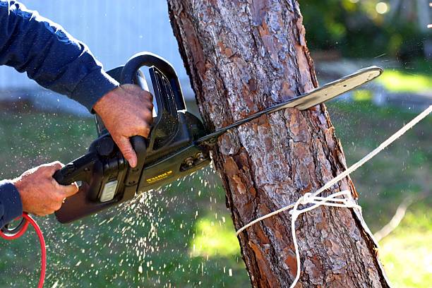 Best Firewood Processing and Delivery  in Highland, CA
