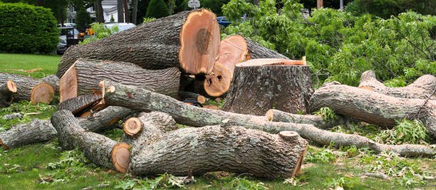 Best Tree Mulching  in Highland, CA