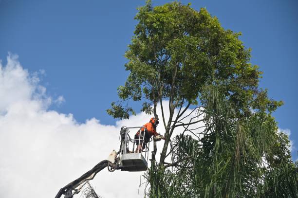 Best Fruit Tree Pruning  in Highland, CA