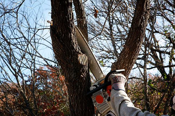 Best Palm Tree Trimming  in Highland, CA