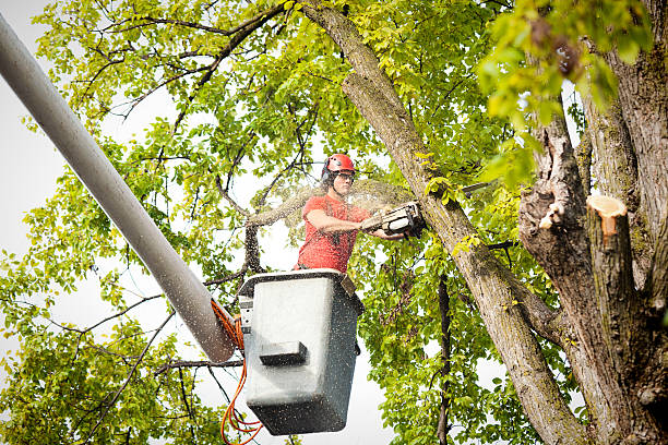  Highland, CA Tree Care Pros