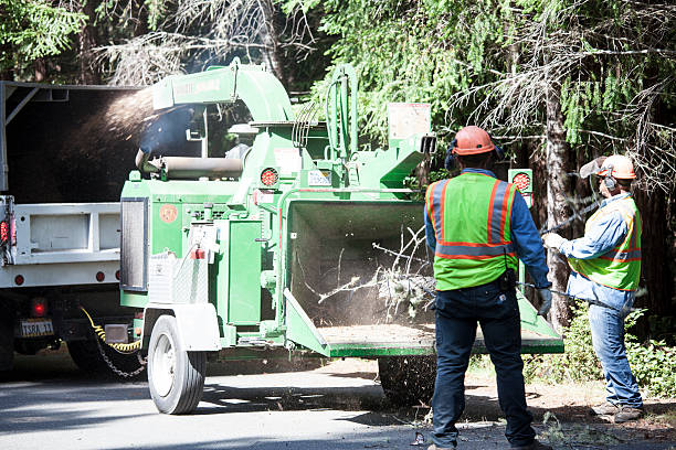Best Emergency Tree Removal  in Highland, CA