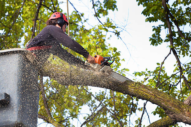 Best Utility Line Clearance  in Highland, CA