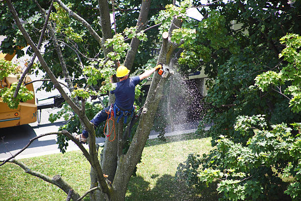 Best Tree Preservation Services  in Highland, CA