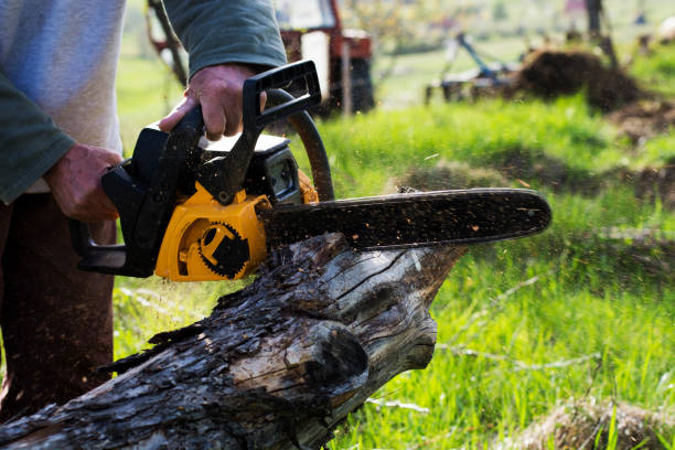 Lawn Maintenance Plans in Highland, CA
