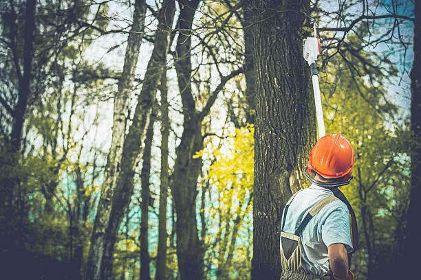 Highland, CA Tree Care Company
