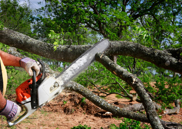 How Our Tree Care Process Works  in  Highland, CA