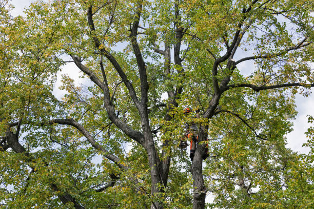 Best Arborist Consultation Services  in Highland, CA